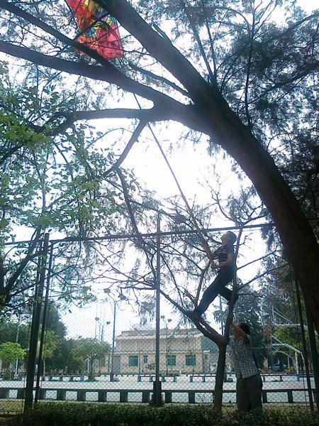 student rescuing a kite from a tree with a bamboo pole in front of the basketball courts on campus