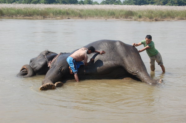 Elephant-bath