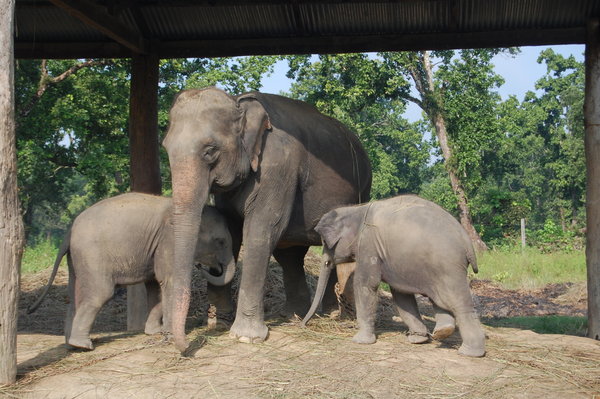 Twins in the elephant breeding centre