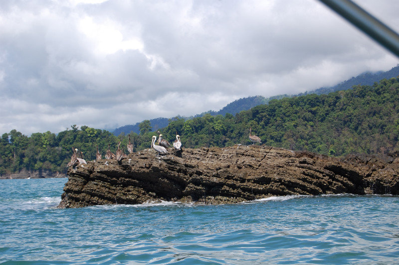 Brown pelicans in Marino Ballena