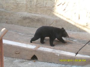 There was a random bear enclosure at the entrance to the Great Wall?!