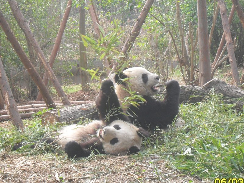 10. Love this photo of the Giant pandas just hanging out and eating bamboo!