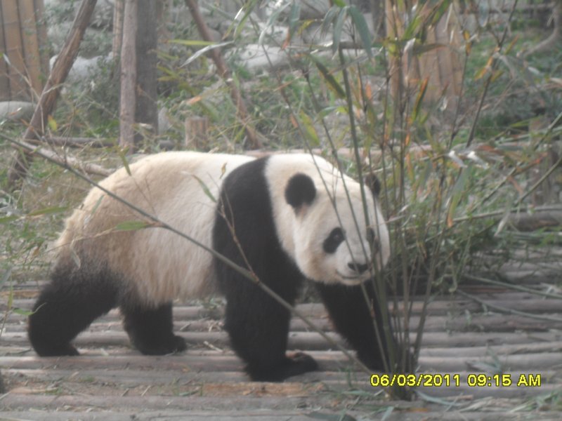 8. One of the amazing Giant Pandas indigenous to China