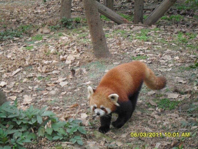 13. This is a red panda they looked like a mix between a fox and a squirrel, pretty cool animals!