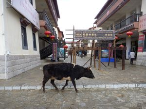 71. In Shangri-La it was hilarious the cows and horse roamed the streets everywhere