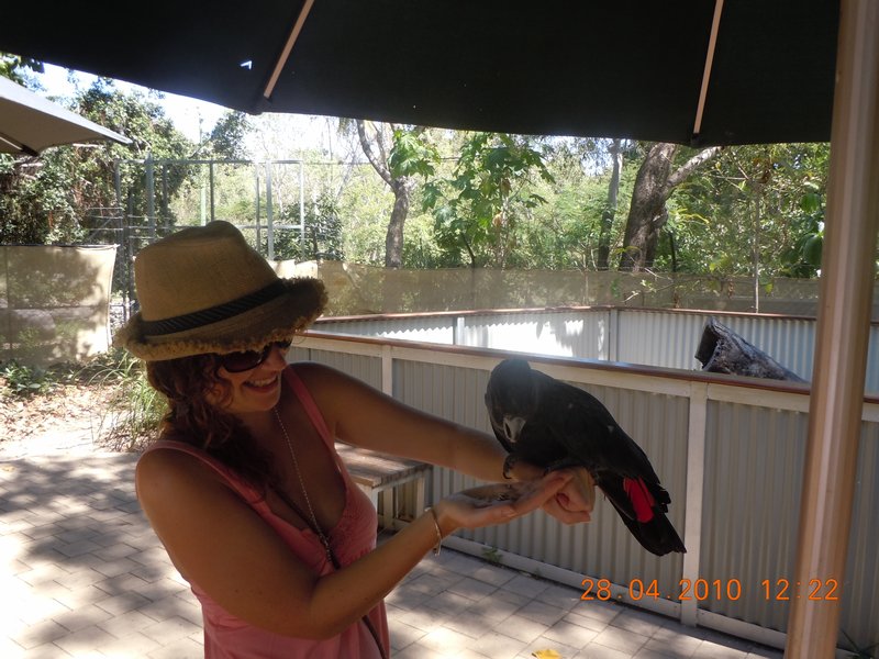 6. I was happily feeding a cockatoo at the Kangaroo Santuary....
