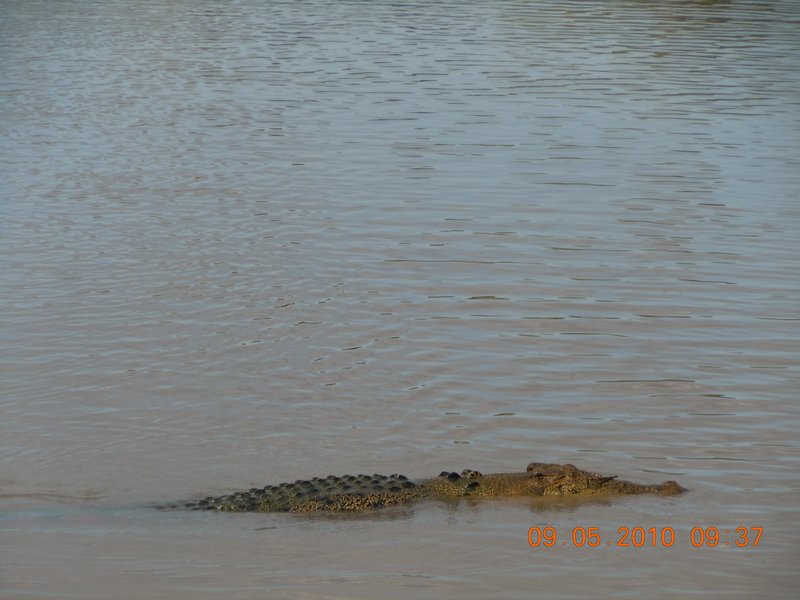 36. Crocodiles...