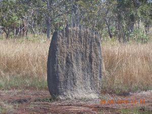 45. A Magnetic Termite Mound