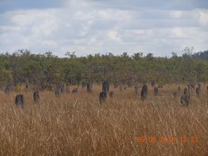 46. A group of the Magnetic termite mounds together looks eerily like a graveyard!