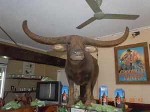 58. Charlie, the actual buffalo from the Crocodile Dunde film!