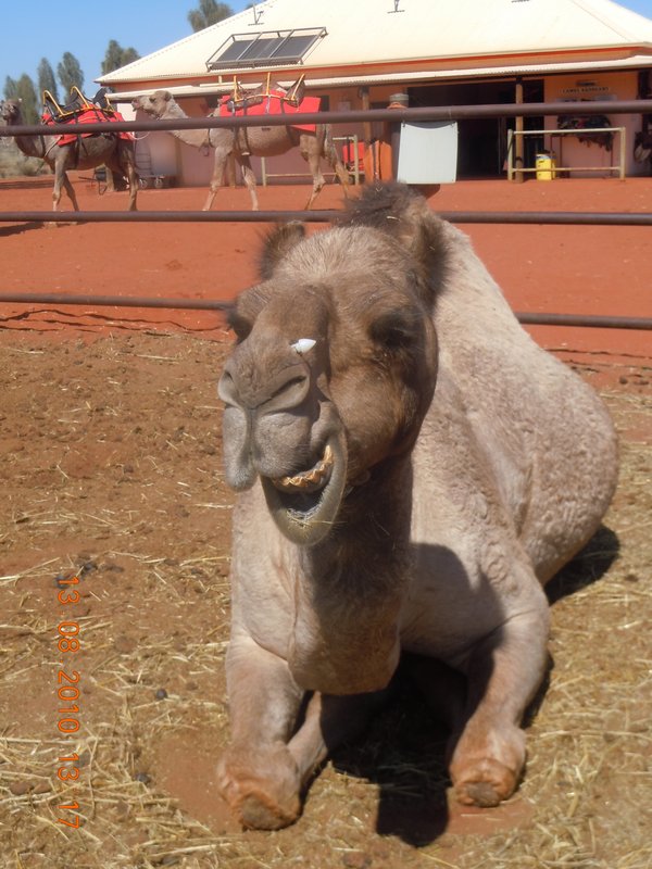15. Visiting the camels at the camel farm, strike a pose now!!!
