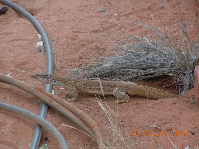 69.  Another cool lizard called sand moniter that lived under one of the camp kitchens!!