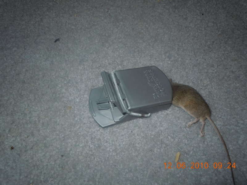 80. And the mouse plague continues at home