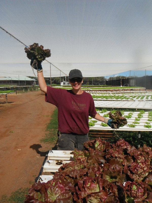 82. So this is the lettuce farm....