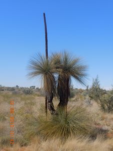 27.  A really cool plant called a grass tree