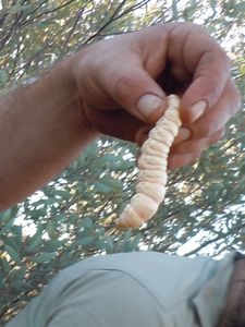 64. A witchedy grub dug out by one of the tour guides, a delicacy to the aboriginals.... often eaten on tour by either a passenger or the guide I refused...