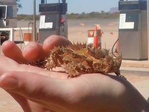 67. A thorny devil lizard, so cool every tour guide wants to find one!