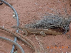 69.  Another cool lizard called sand moniter that lived under one of the camp kitchens!!