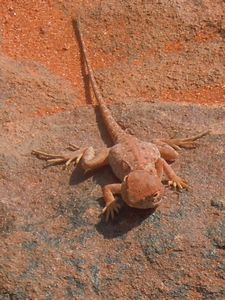 70. This is a little dragon lizard, totally harmless even though this one does look a little evil!