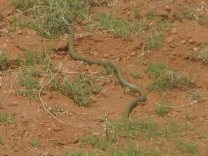 72. Thankfully this photo of a brown snake was taken out the window of the bus as these guys are dangerous!