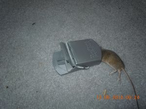80. And the mouse plague continues at home