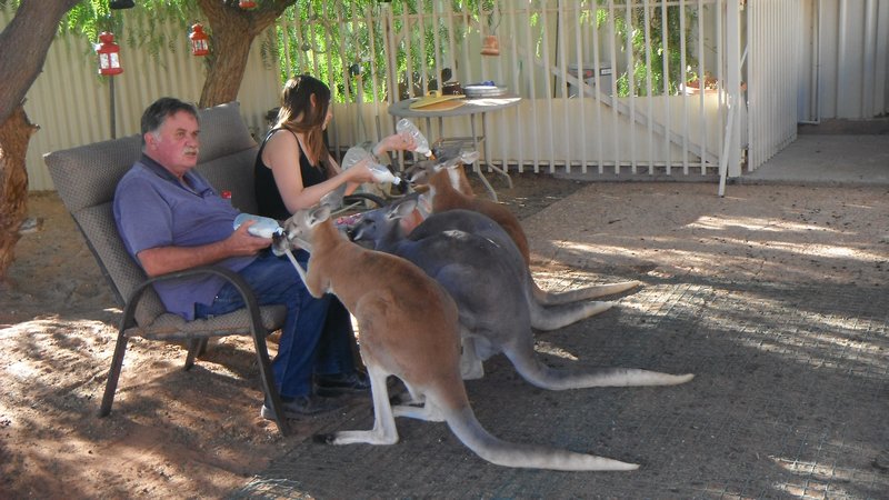 8. Terry and a passenger feeding the roo's at the santuary