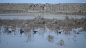 45. Some wild black swans in the outback!