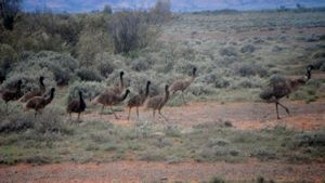 46. My first glimpse at wild emus!!!