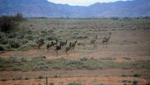 47. Fantastic emus with the backdrop of the flinders ranges