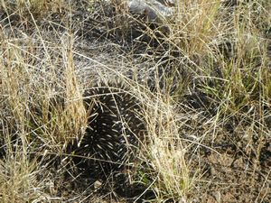 105. An echidna in the bush, another wild australian animal to tick off my list!!