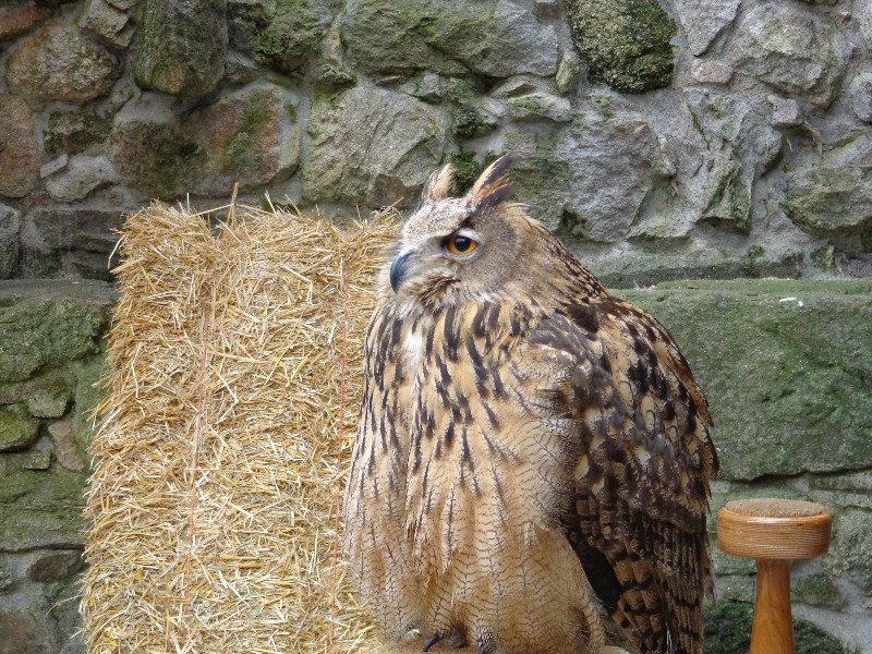An owl doing his best Sybil Fawlty impression