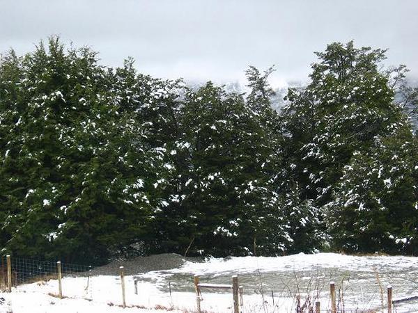 Snow on the trees - looks like Christmas?