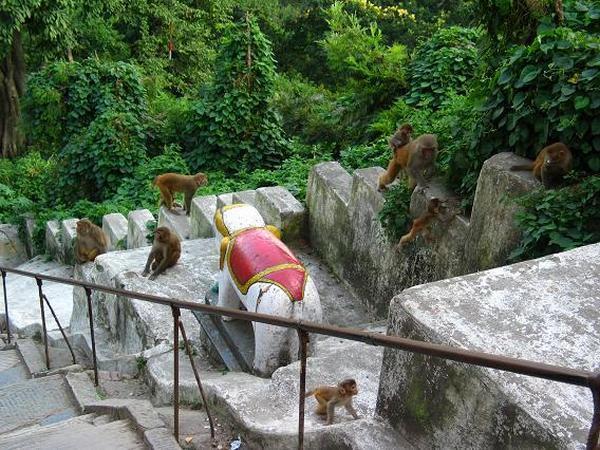 Some  of the monkeys of the monkey temple