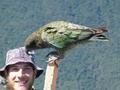 Kia - the only Alpine parrot