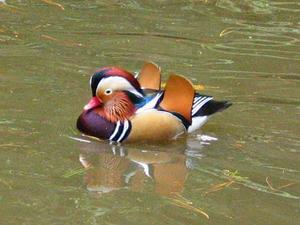 The Mandarin duck