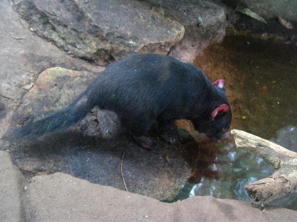 The famous Tasmanian devil