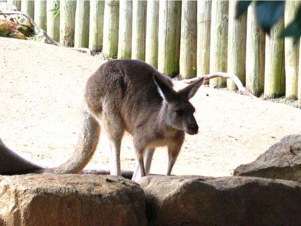 Almost forgot the Kangaroo!!!