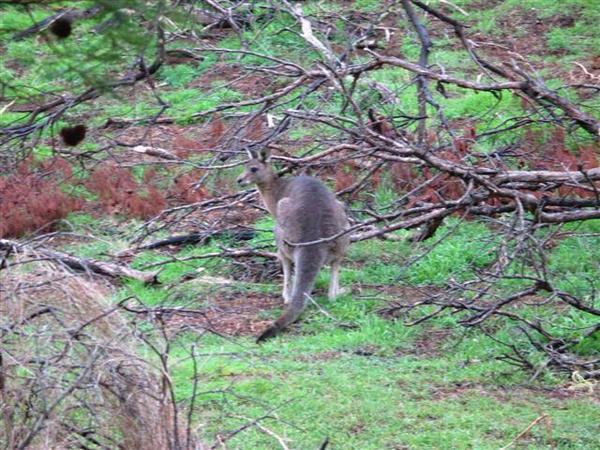 And a kangaroo too