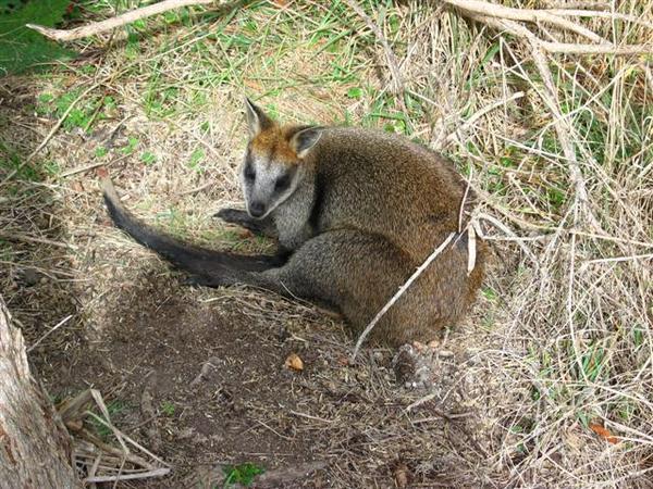 I think this is a wallabie, not kangaroo - but I'm not sure