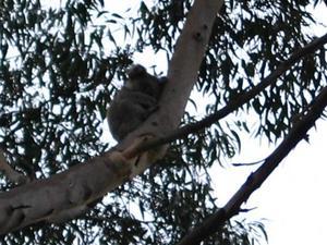 My first Koala encounter in nature