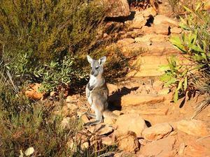 A baby kangaroo on the way
