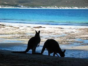 And the lucky bay beach kangaroos