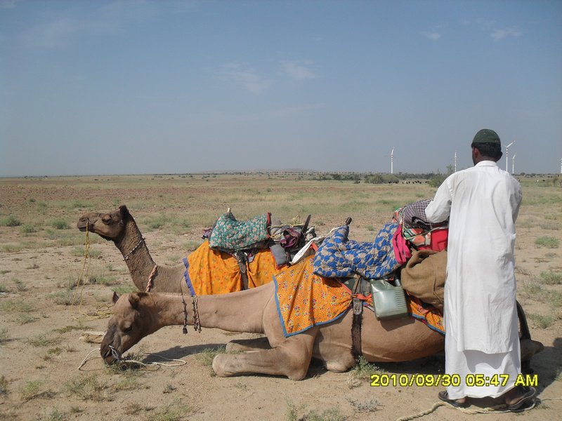 Our camels and the camel man