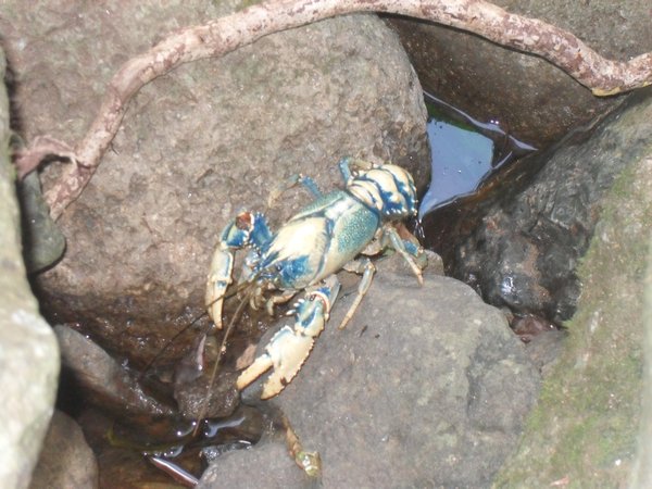 A blue Crayfish that we found