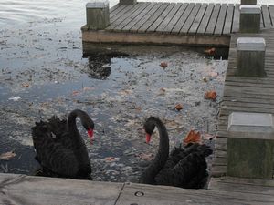 Black Swans at lake Rotorua