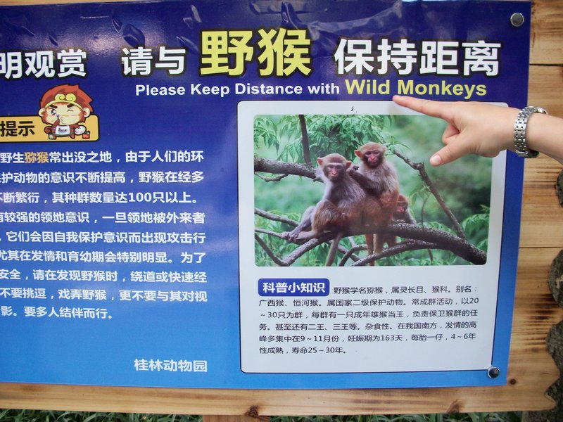 WARNING wild monkeys!!