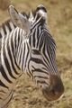 Love the Zebra