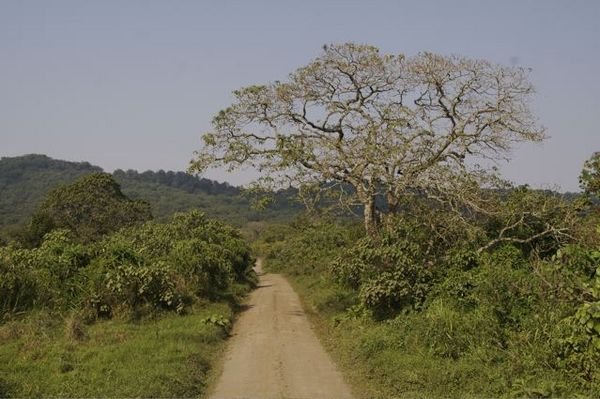 Safari Road