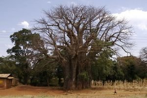The Magnificent Baobao Tree