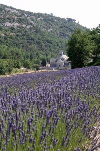 Gordes - Lavender Fields and Abbey